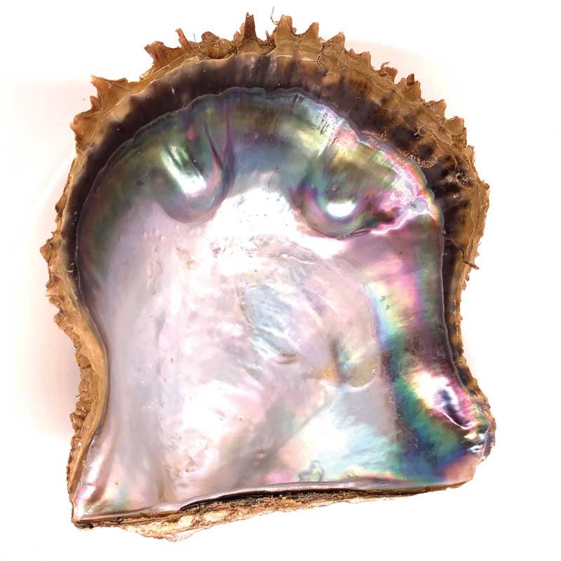 Rainbow Lipped Oyster